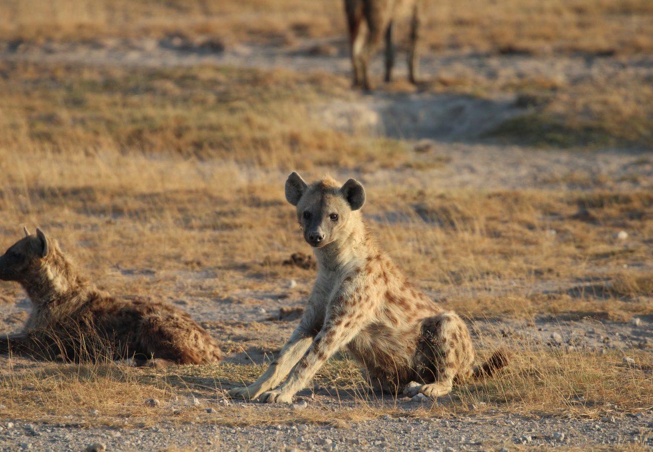 A hyena half stood up, looking towards the camera. Another hyena is lying close by, behind.