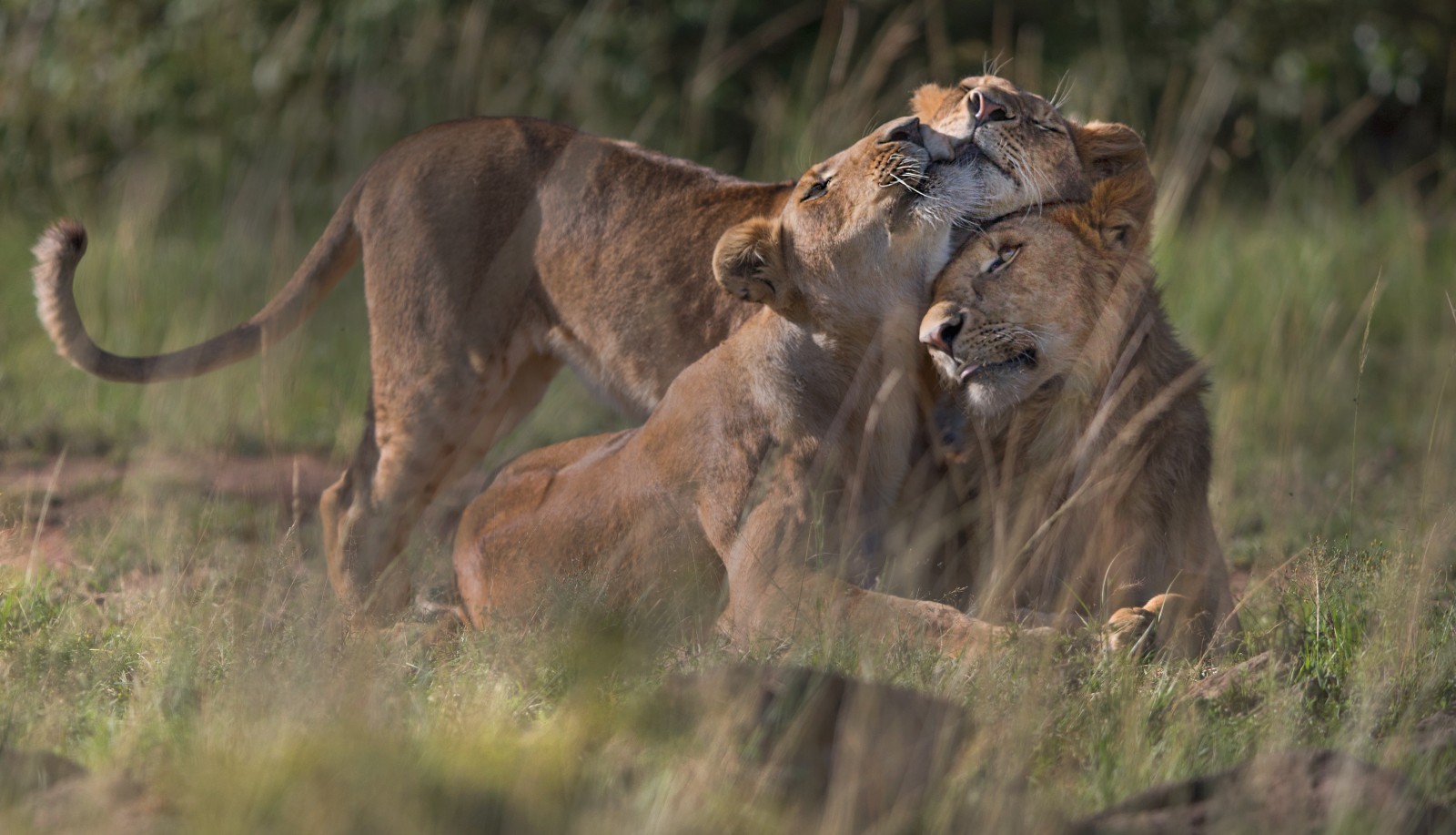 A photo of two lionesses snuggling together in the grass