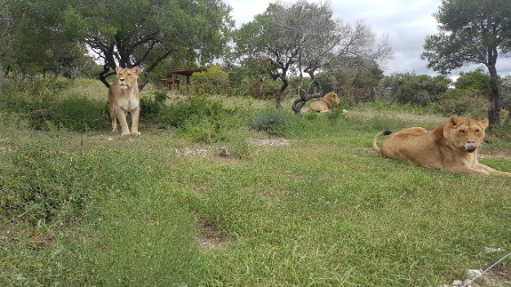 Lions and Lioness