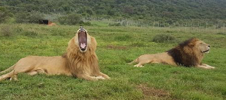 Lions Jora and Black, Jora yawning