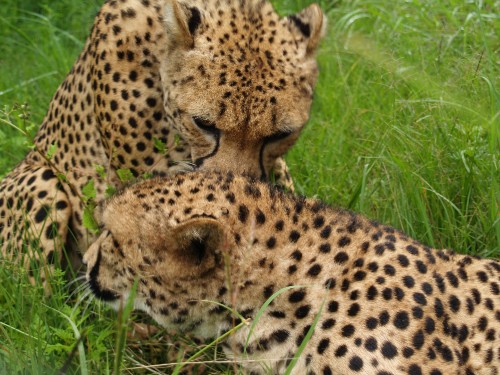 Two cheetahs affectionately playing in the long grass