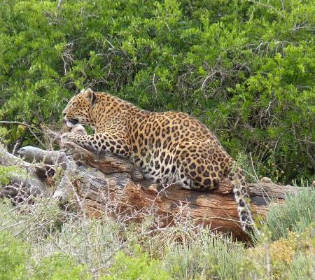 eda the leopard lying on a log
