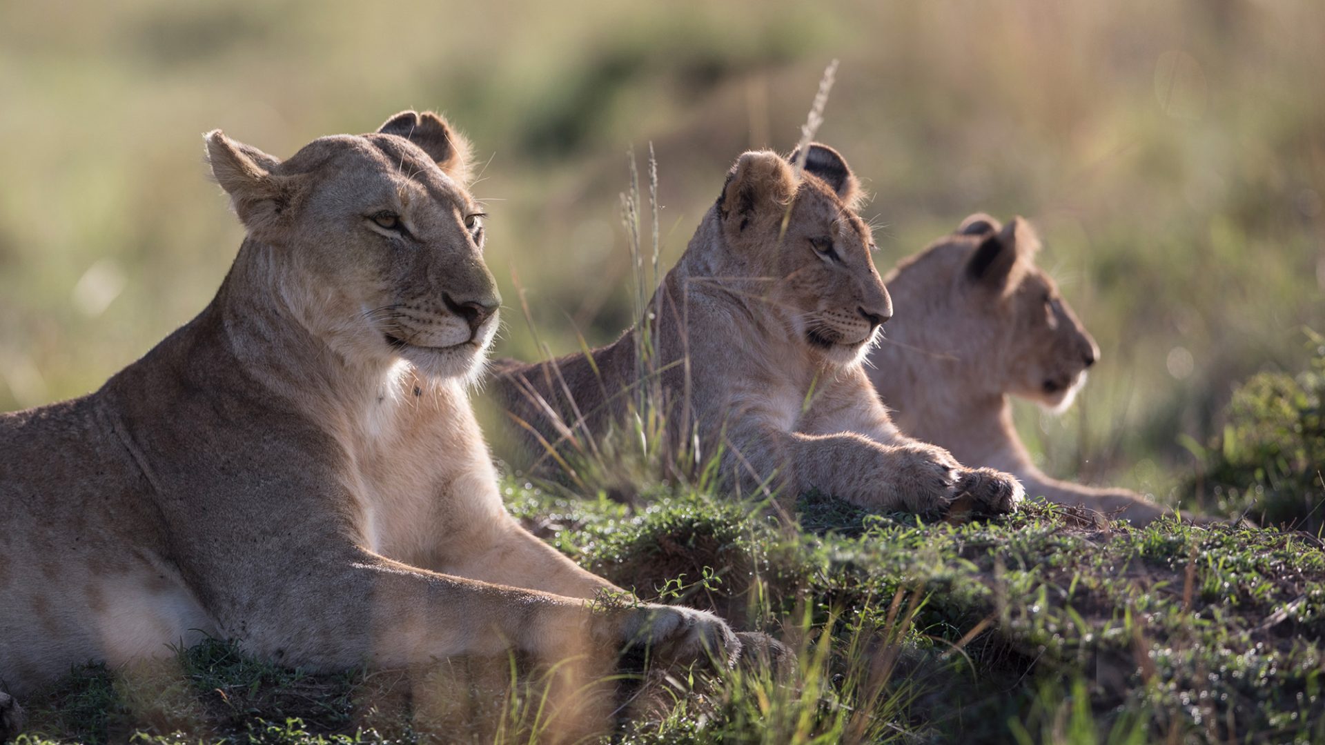 Born Free S Year Ahead Much To Look Forward To In 2024 Born Free   Lions For Life Header 2000 1920x1080 