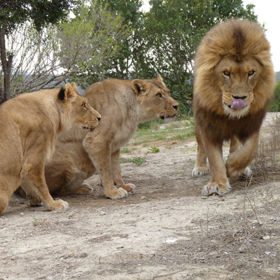 Maggie, Sonja and Jerry the lions