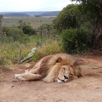 Nelson the lion sleeping on the ground