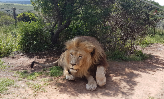 Nelson the lion