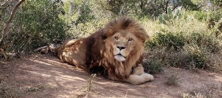 Nelson the lion lying down