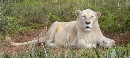 Lioness Queen lying on the ground