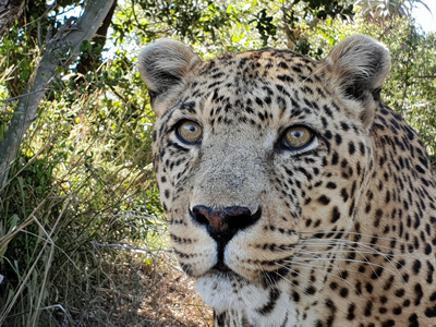 Sami the leopard