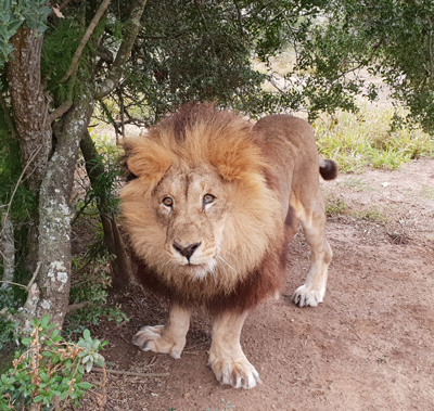 Sinbad the lion