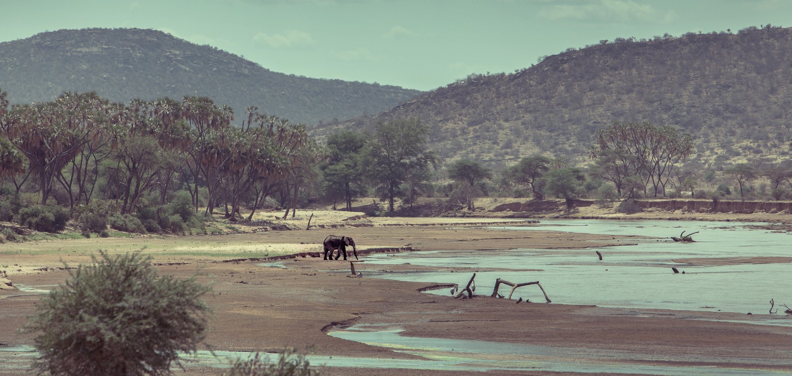 A wide landscape shot with blue sky, mountains and rivers, with a single elephant walking among bushes and fallen trees.