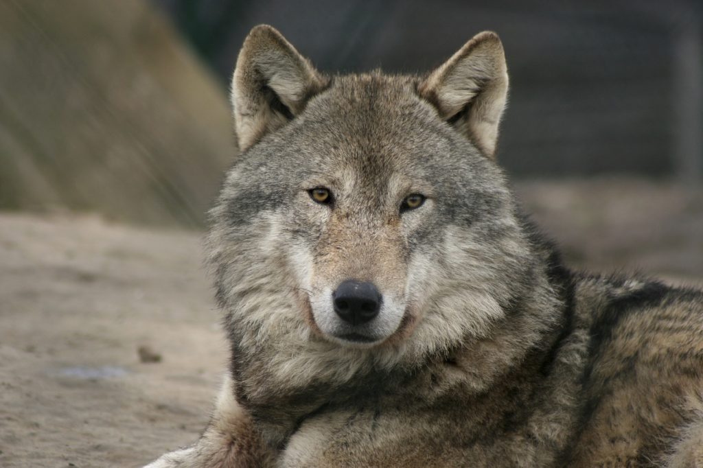 Close up of a grey wolf's head and shoulders