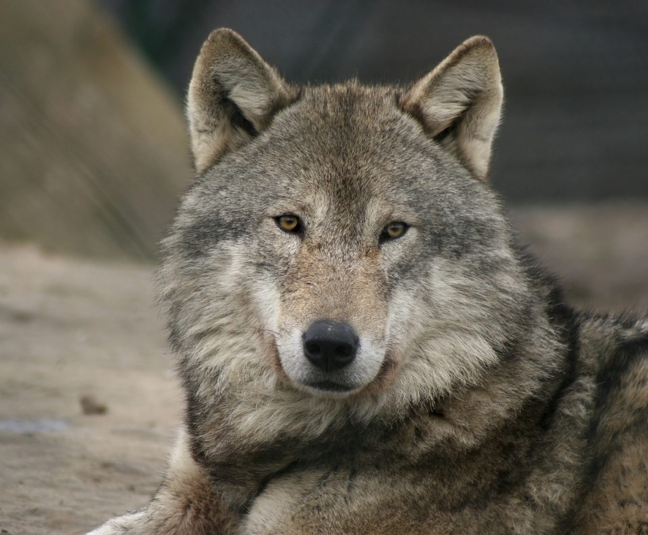 Close up of a grey wolf's head and shoulders