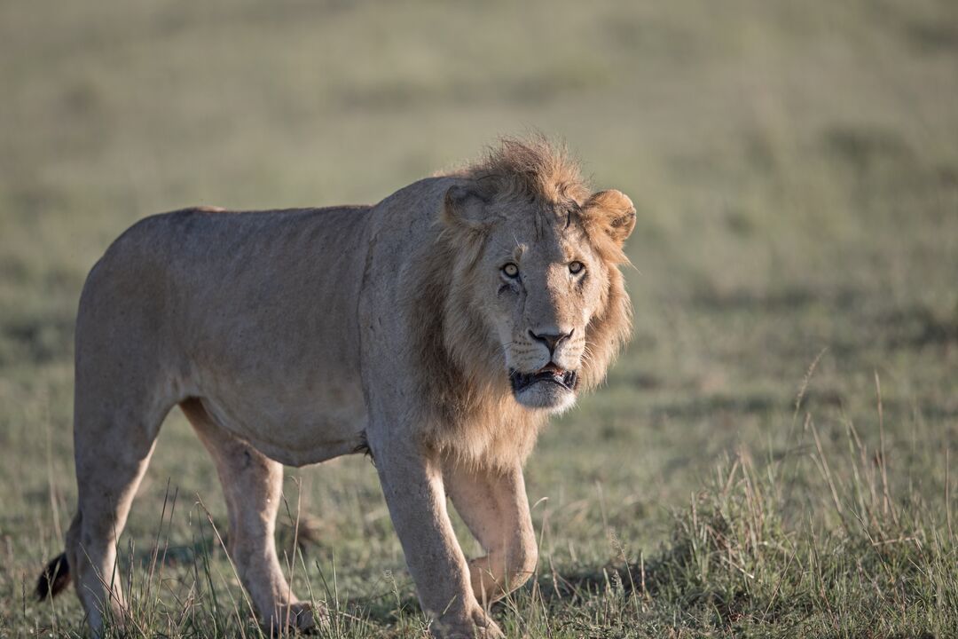 Male lion walking through grassland.