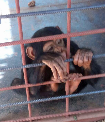 chimp rescue