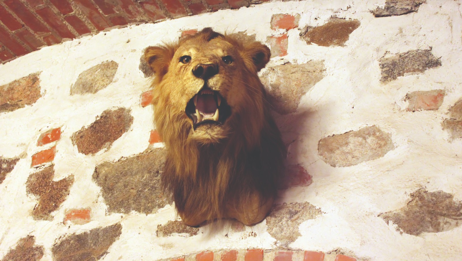 A photo of a lion's head mounted on a wall