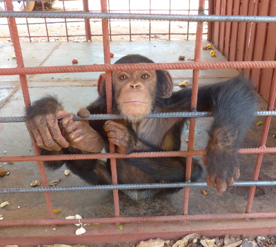 Guinea-Bissau chimp rescue