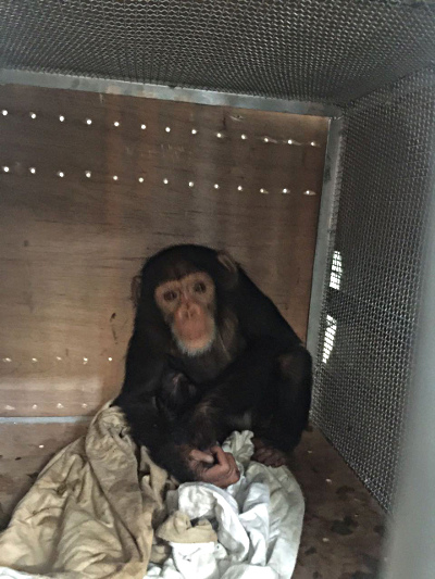 Chimp in transit