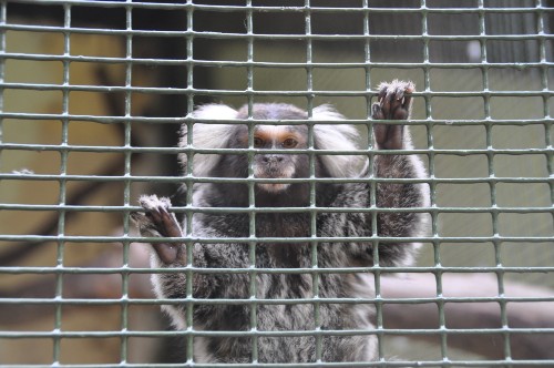 A photograph of a small marmoset in a cage. The primate's arms are reaching up, holding onto the bars.