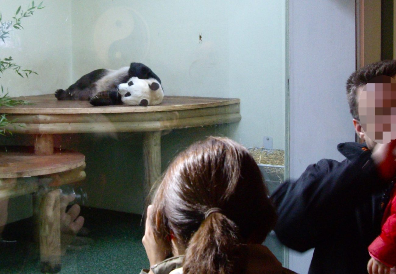 A giant panda lying down behind the glass of a zoo enclosure as people look on