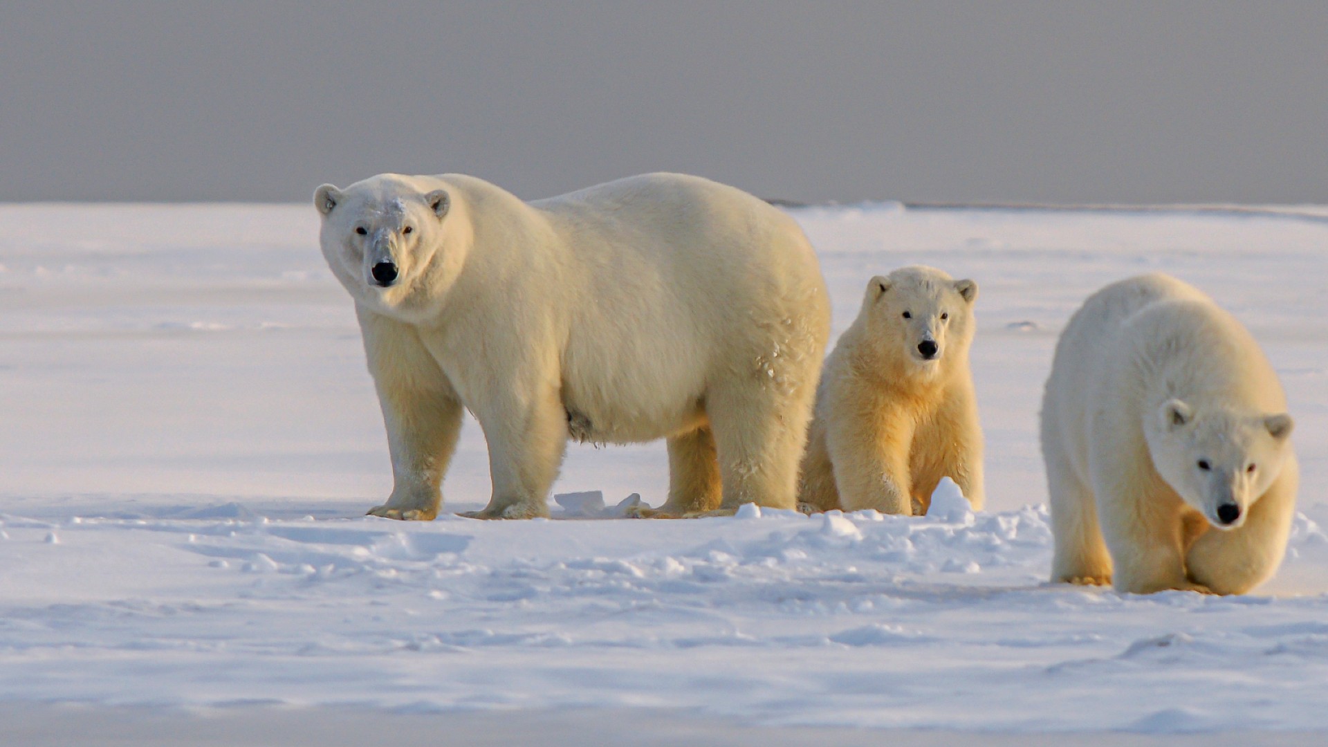 Polar Bears - Born Free