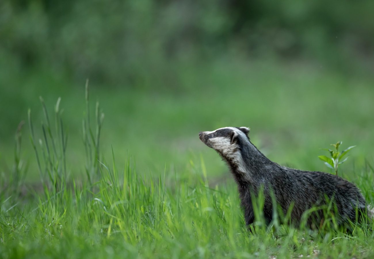 A badger in a meadow of green grass. It is looking up to the sky