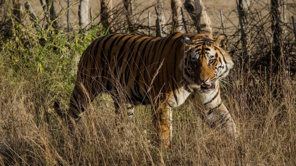 Indian seminar celebrates 20 years of saving tigers - Born Free