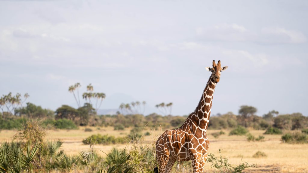 A single giraffe standing tall in Meru National Park