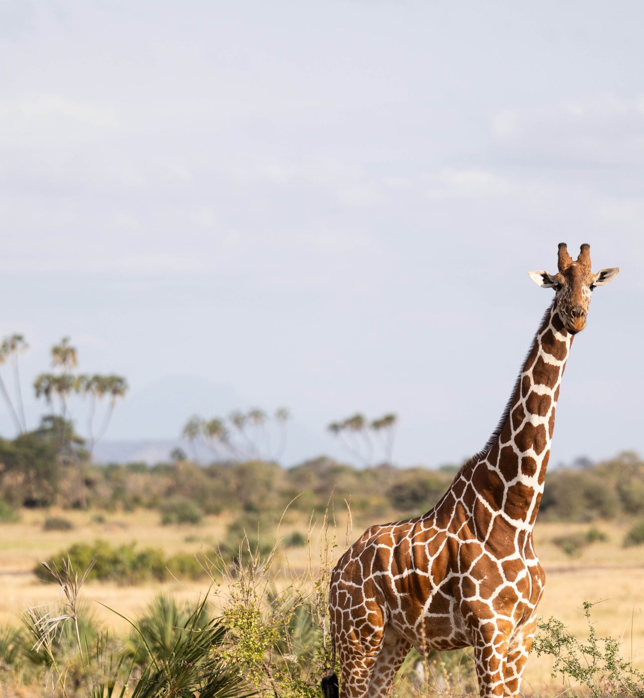 A single giraffe standing tall in Meru National Park