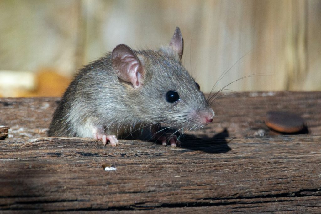 A rat peering over the top of a plank of wood