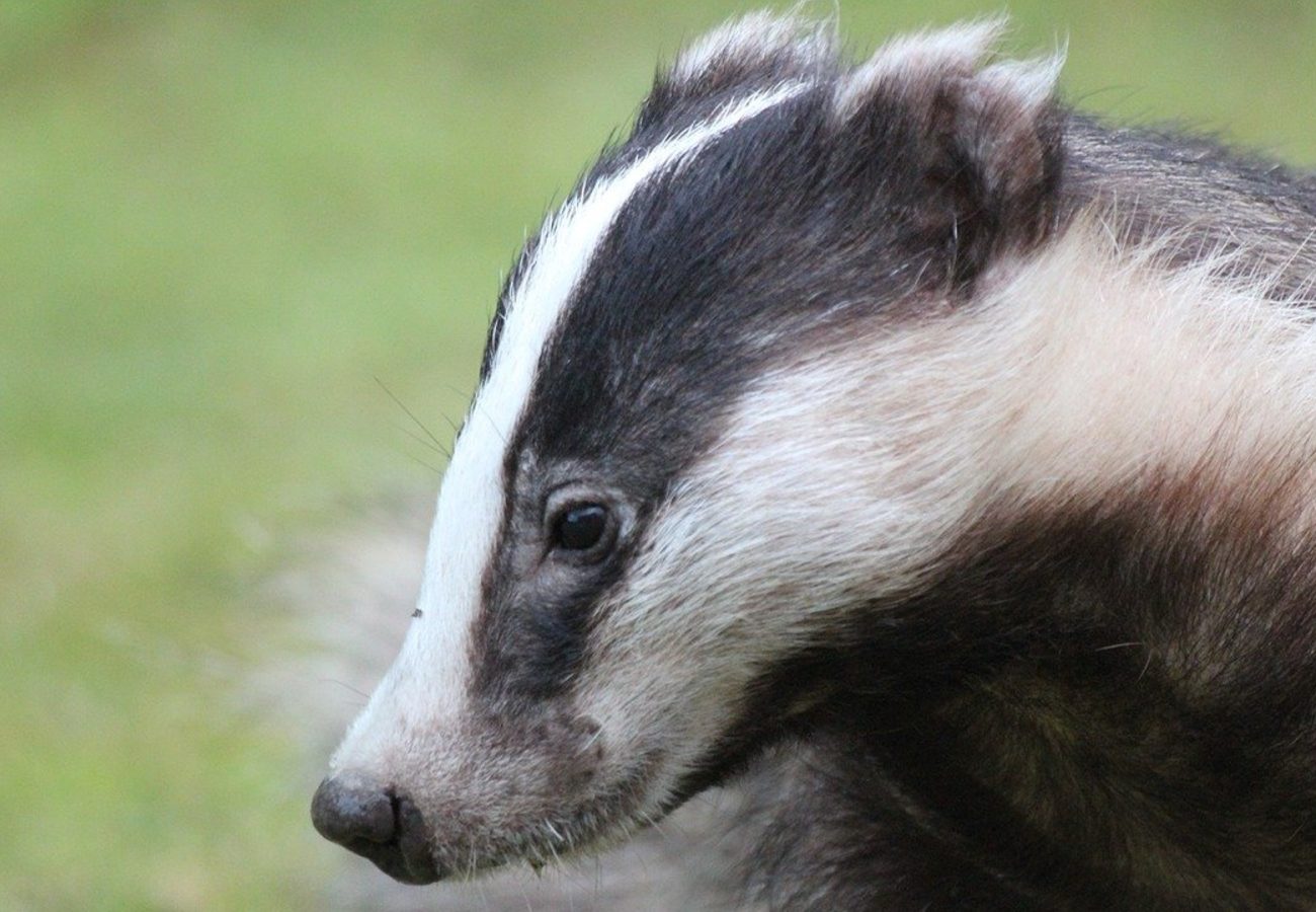 A close up portrait shot of a wild badger