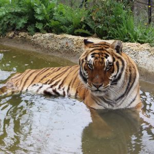 A tiger relaxing in a pool of water