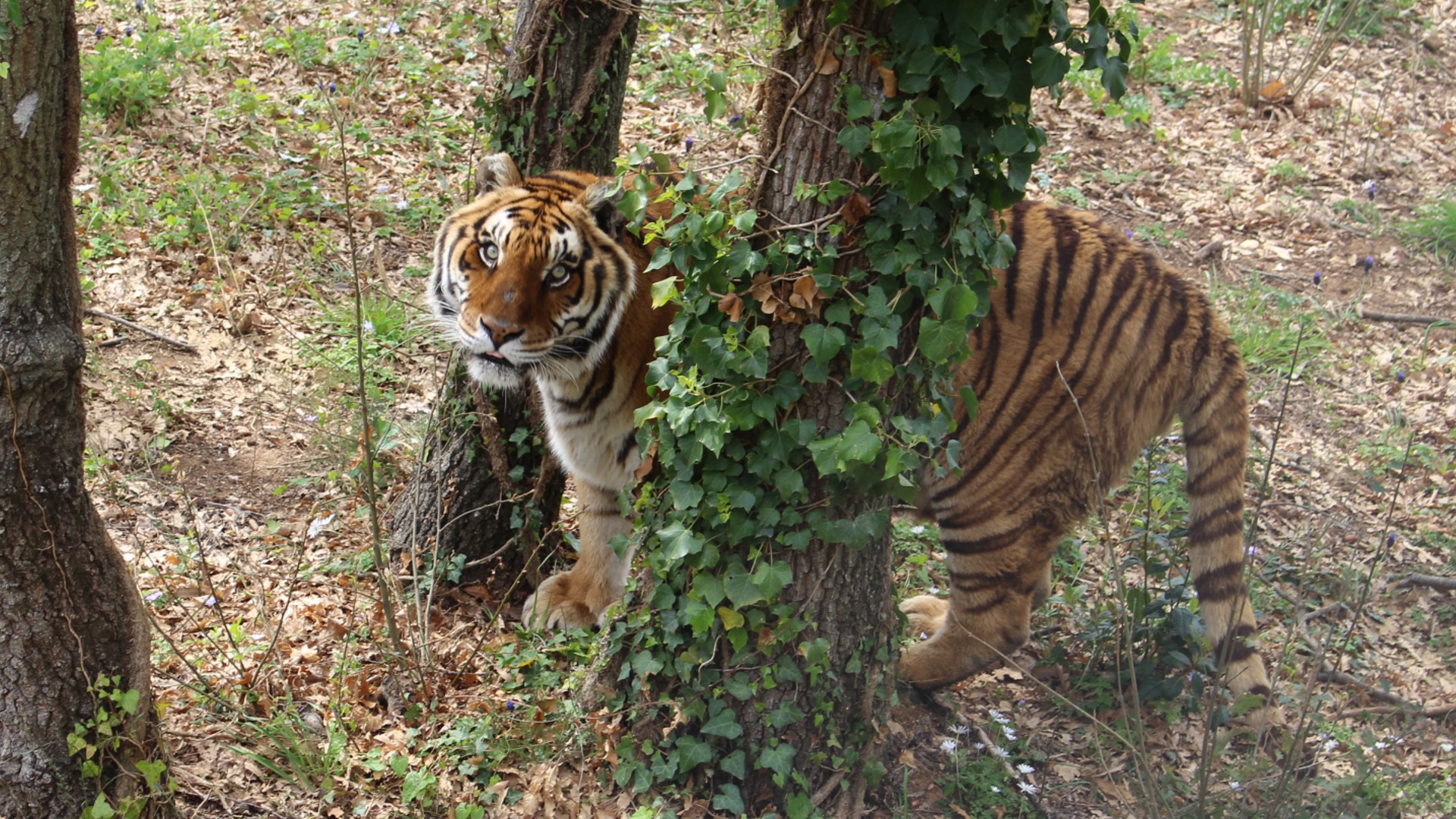 A tiger standing in between two trees looking up at the camera
