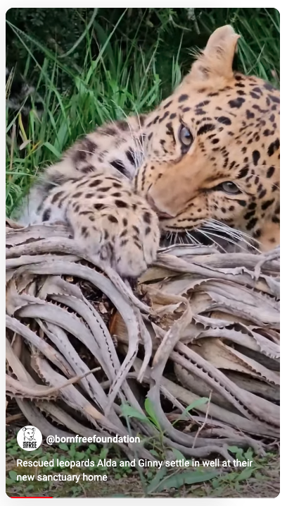 Screenshot of a YouTube short video, showing a close up of a leopard chewing on a dried plant