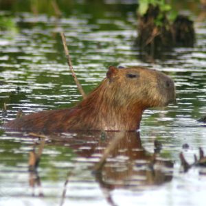A capybara swimming in water