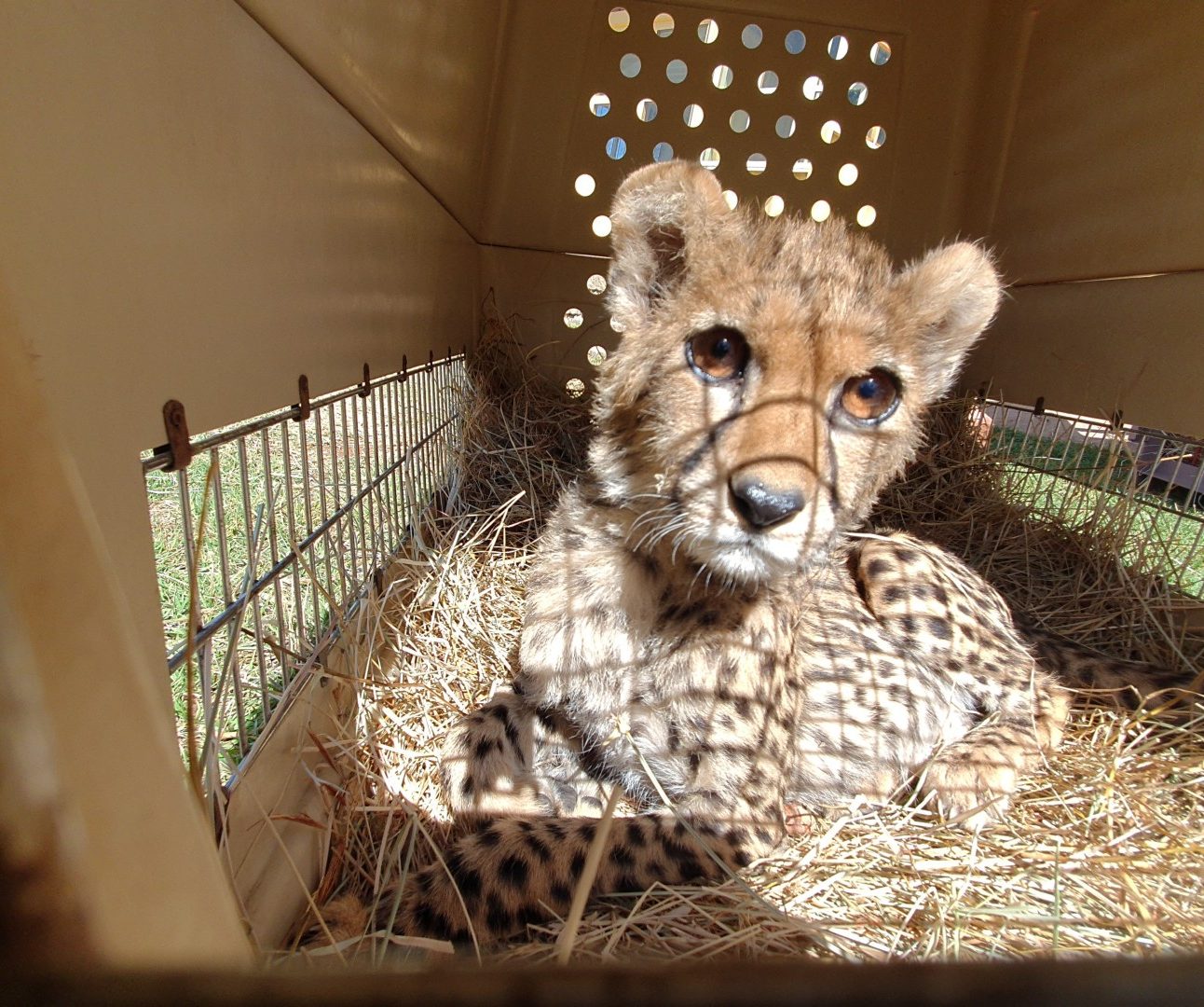 A young cheetah pictured inside a travel crate