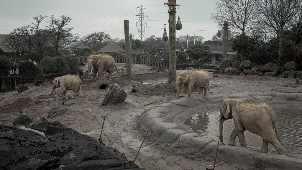 A group of elephants walking around a muddy and cold-looking enclosure