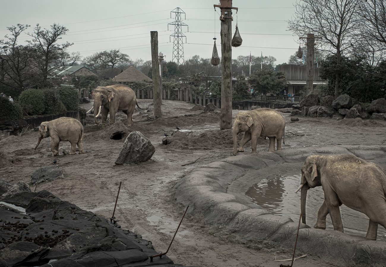 A group of elephants walking around a muddy and cold-looking enclosure