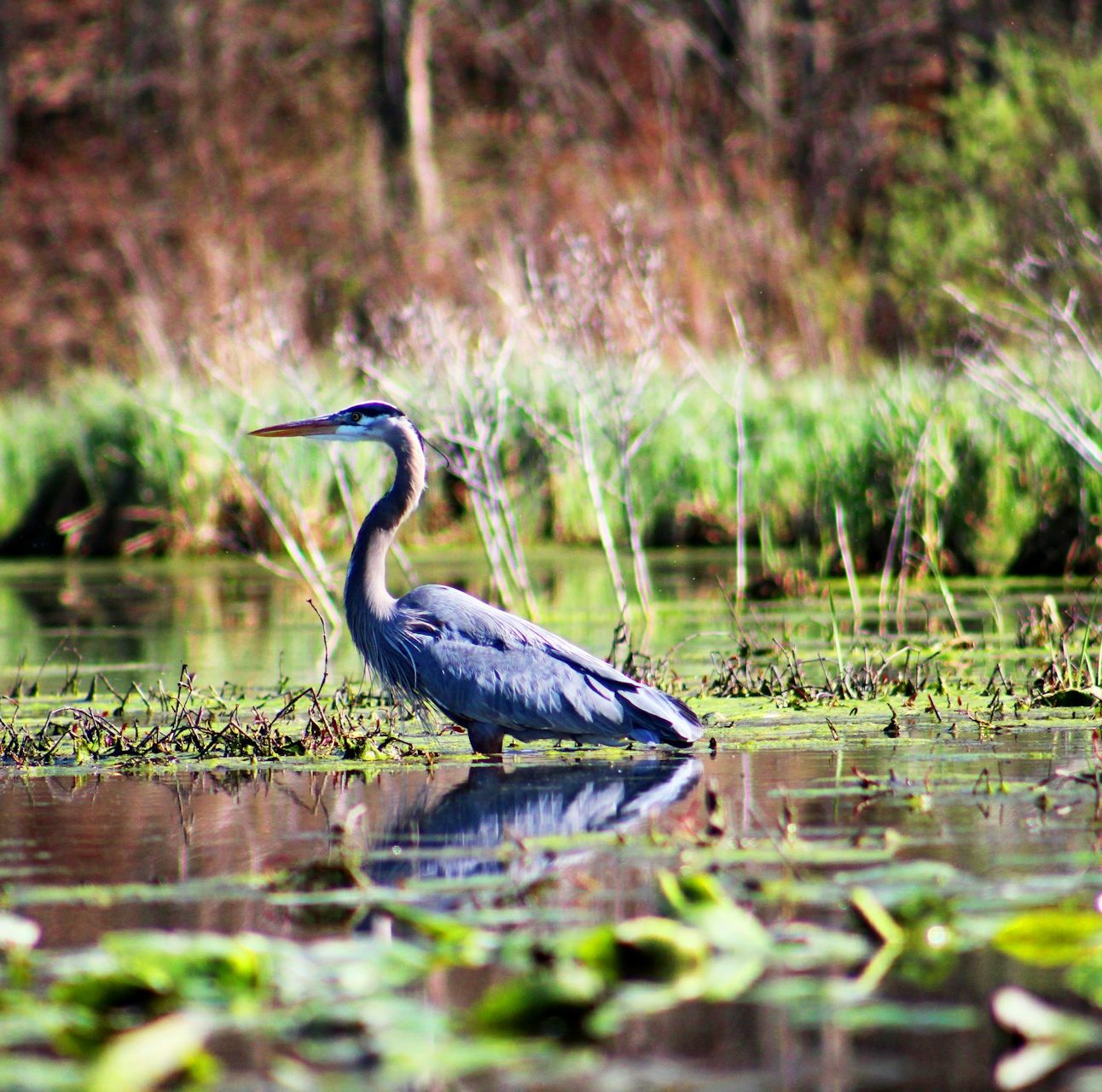 A heron stood in water with a grassy background