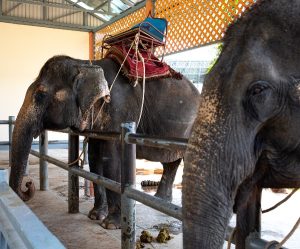 Two elephants standing in a concrete enclosure with saddles on their backs, ready for people to ride on