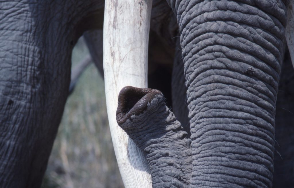 Close up of an elephant's trunk and tusk
