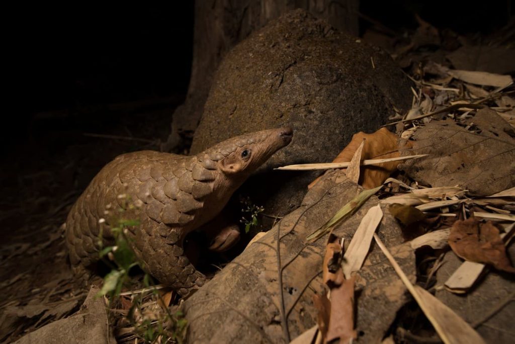 WCT Team Scaling-Up Pangolin Conservation in India (c) WCT