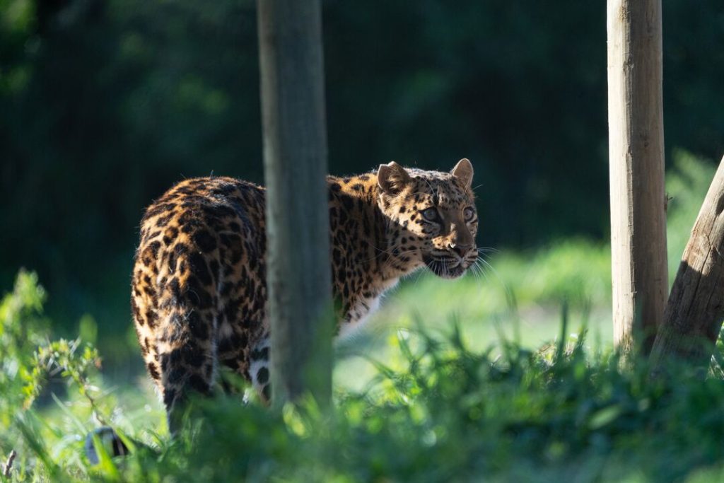 A leopard peers around a pole in a grassy landscape