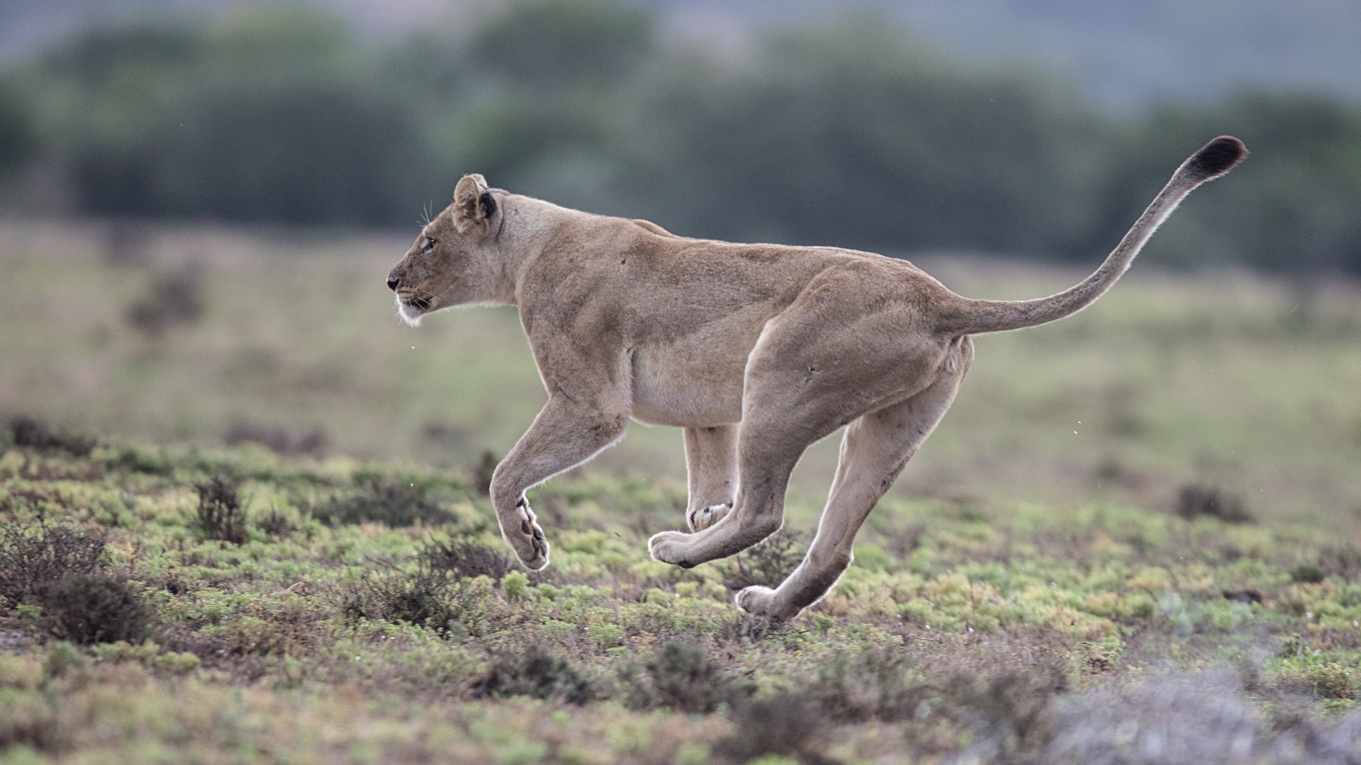 A wild lioness running through grassland