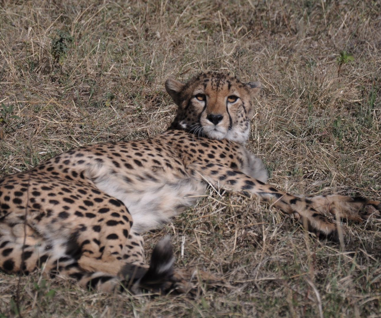 An adult cheetah lying on the grass looking relaxed.
