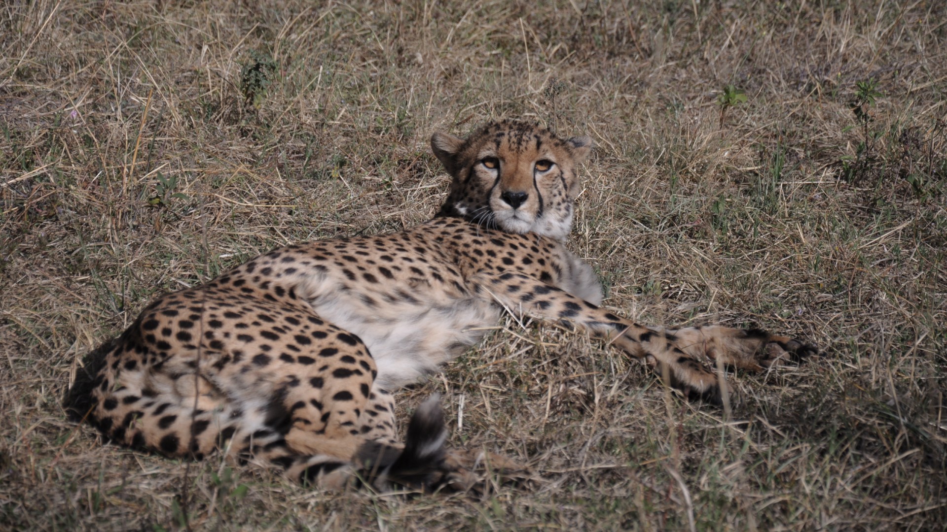 An adult cheetah lying on the grass looking relaxed.