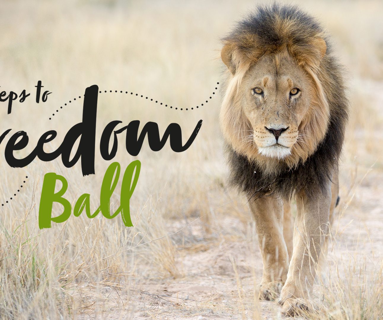 A big male lion with his black mane walking in the grass field savannah, text reads 'Footsteps to Freedom Ball'