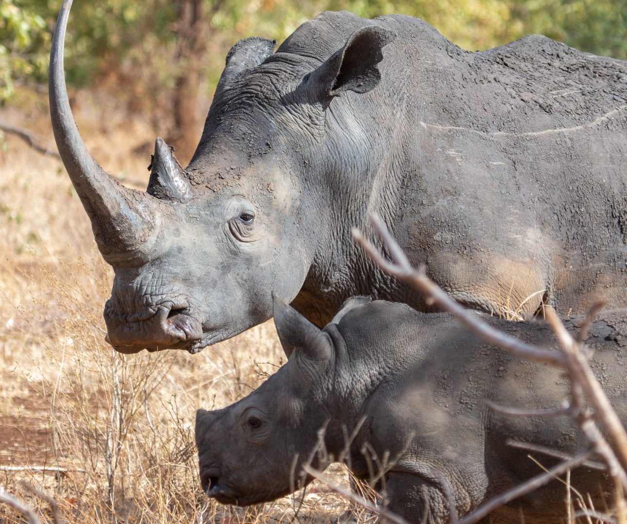 A rhino mother and her calf, in the wild