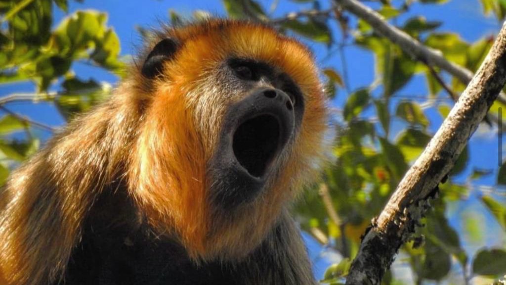 A close-up of a black-and-gold howler monkey. Its mouth is wide open in a howl and it is in a tree