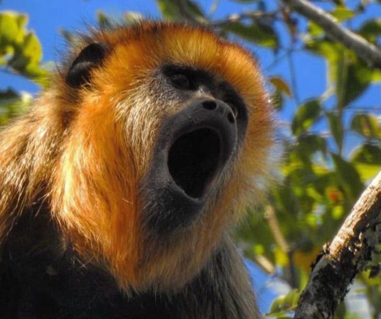 A close-up of a black-and-gold howler monkey. Its mouth is wide open in a howl and it is in a tree